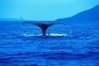 whale.jpg